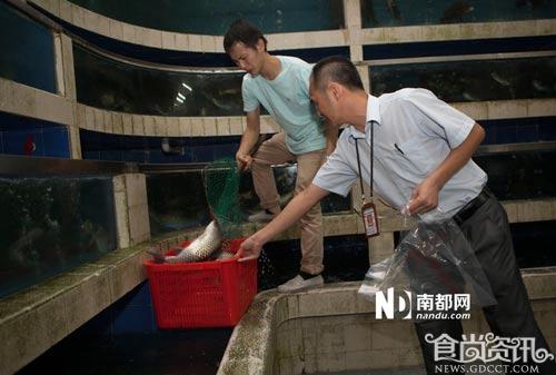 深圳多种常吃鱼被喂食孔雀石绿 可致癌