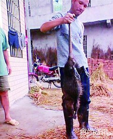 湖南特大老鼠被做成下酒菜 老鼠肉可以吃吗？