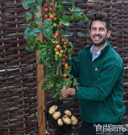 英国博士发明番土豆一次性解决薯条和番茄酱问题