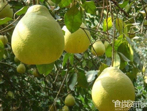 容县沙田柚 来自美丽广西的特产水果