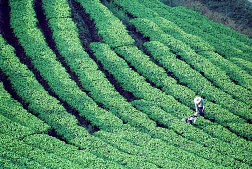 闻香溯源 普洱茶产地有哪些